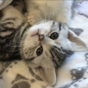 Meet your Posher, Waffle